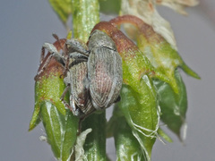 Tychius breviusculus