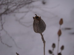 Magnoliopsida