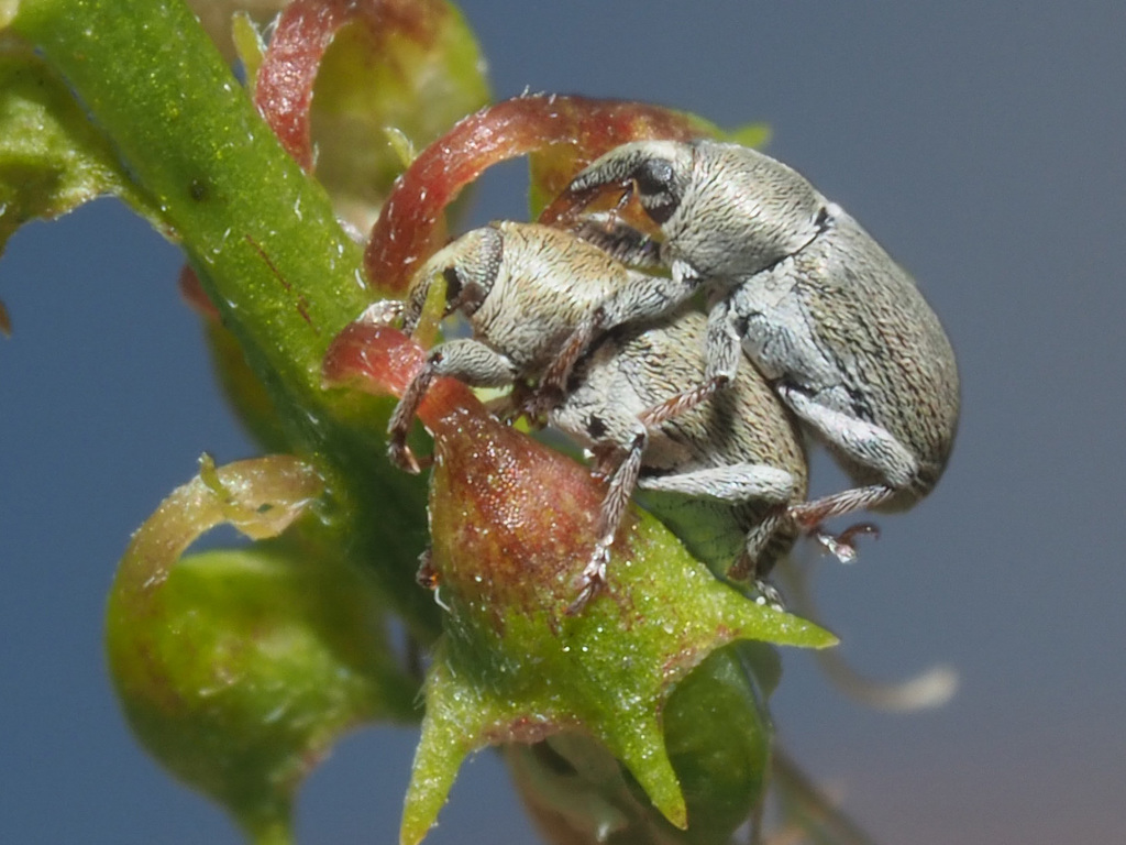 Tychius breviusculus (001 Oligolektische Arthropoden und Parasiten an
