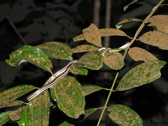 Dendrelaphis