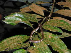 Dendrelaphis