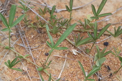 Listia heterophylla