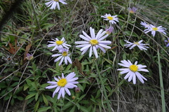 Aster willkommii