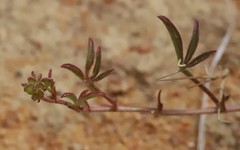 Listia heterophylla
