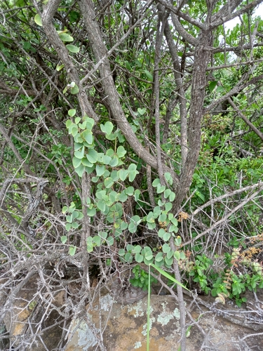 Image of Dioscorea elephantipes by (c) Christiaan Viljoen, some rights reserved (CC BY)