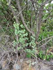 Dioscorea elephantipes