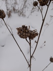 Centaurea scabiosa