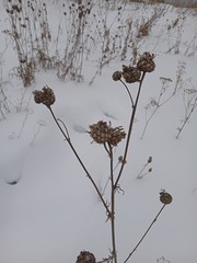 Centaurea scabiosa