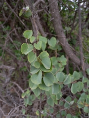 Dioscorea elephantipes