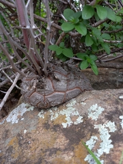 Dioscorea elephantipes