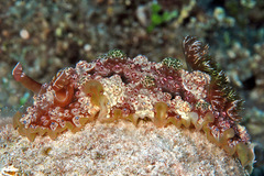 Dendrodoris tuberculosa