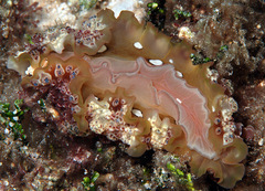 Dendrodoris tuberculosa