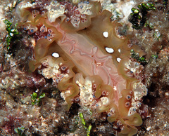 Dendrodoris tuberculosa