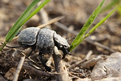 Lethrus apterus