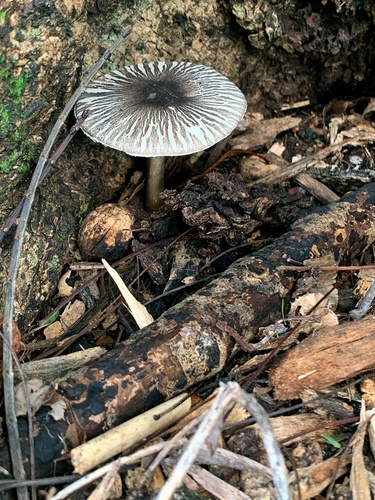 Agaricus rotalis, 2022-01-08