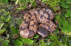 Ovophis convictus