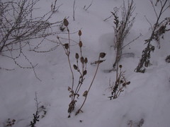 Magnoliopsida