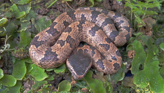 Ovophis convictus
