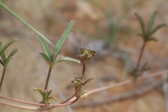 Listia heterophylla