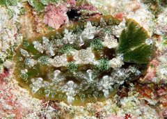 Dendrodoris tuberculosa