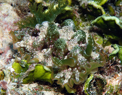 Dendrodoris tuberculosa