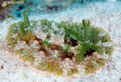 Dendrodoris tuberculosa