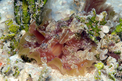 Dendrodoris tuberculosa