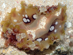 Dendrodoris tuberculosa