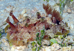 Dendrodoris tuberculosa