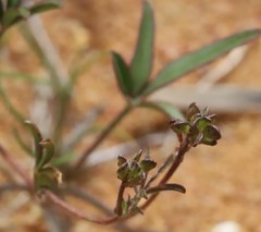 Listia heterophylla