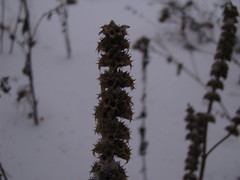 Leonurus