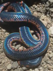Cylindrophis melanotus