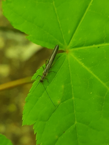 Leuctridae