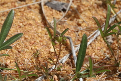 Listia heterophylla