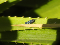 Balacha melanocephala