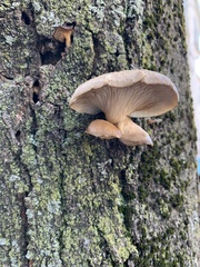 Pleurotus ostreatus