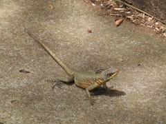 Tropidurus catalanensis