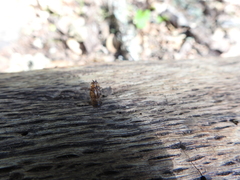 Sesiidae
