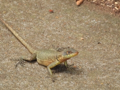 Tropidurus catalanensis