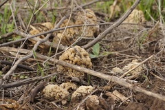 Morchella steppicola