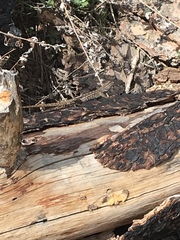 Sceloporus occidentalis