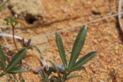Listia heterophylla