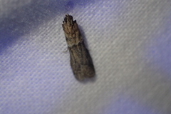 Ephestiodes gilvescentella