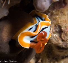 Chromodoris annae
