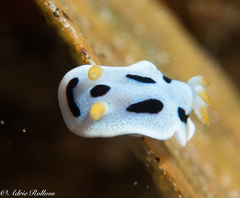Chromodoris alcalai