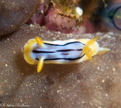 Chromodoris strigata