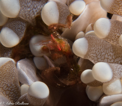 Achaeus japonicus