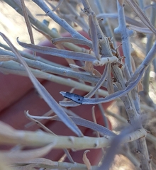 Asteromyia chrysothamni
