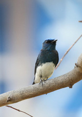 Cyanoptila cumatilis
