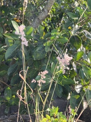 Melinis repens image